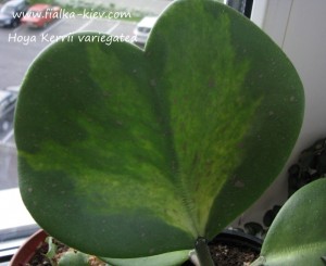 Hoya Kerrii variegated