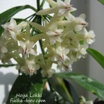 Hoya Lokki