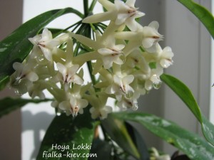 Hoya Lokki