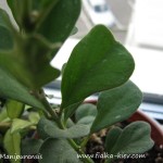 Hoya Manipurensis