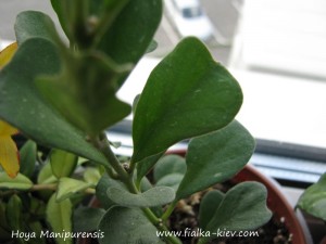 Hoya Manipurensis