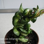 Hoya carnosa compacta Lura-Lei