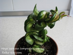 Hoya carnosa compacta Lura-Lei