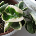 Hoya carnosa compacta Regalis