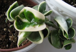 Hoya carnosa compacta Regalis