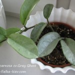 Hoya carnosa cv.Gray Ghost