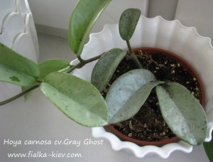 Hoya carnosa cv.Gray Ghost