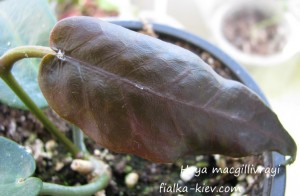 Hoya macgillivrayi