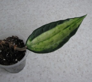 Hoya macrophylla Pot of Gold
