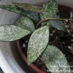 Hoya parviflora splach