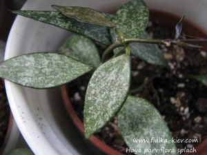 Hoya parviflora splach