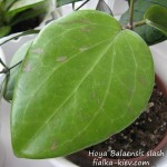 Hoya Balaensis slash
