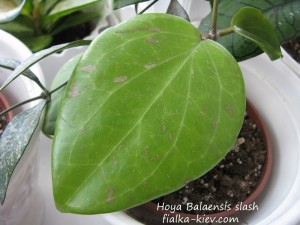 Hoya Balaensis slash