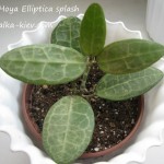 Hoya Elliptica splash