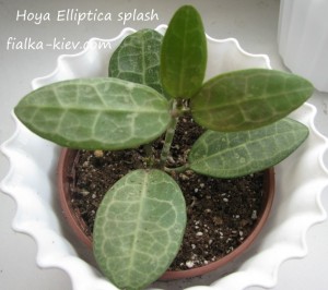 Hoya Elliptica splash