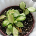 Hoya Heuschkeliana variegated (2)