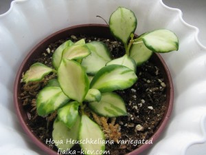 Hoya Heuschkeliana variegated (2)