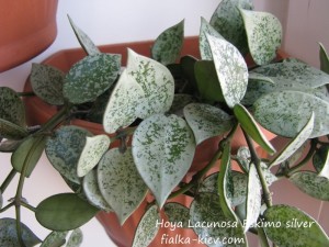 Hoya Lacunosa Eskimo silver