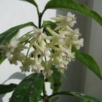 Hoya Lokki (2)