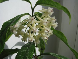 Hoya Lokki (2)