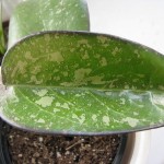 Hoya Vitellina splash