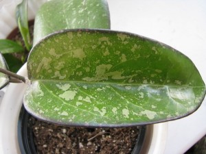Hoya Vitellina splash