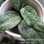 Hoya macrophylla splash