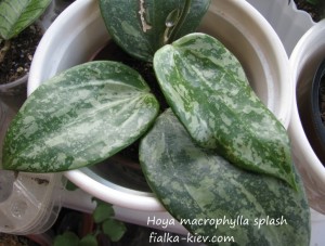 Hoya macrophylla splash