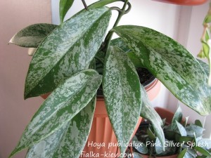 Hoya publicalyx Pink Silver Splesh