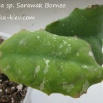 Hoya sp. Sarawak Borneo