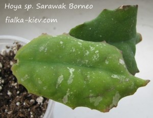 Hoya sp. Sarawak Borneo