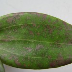 Hoya wibergiae