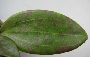Hoya wibergiae