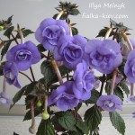 Illya Melnyk (4)