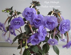 Illya Melnyk (4)