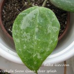 Macrophylla Snow Queen silver splash