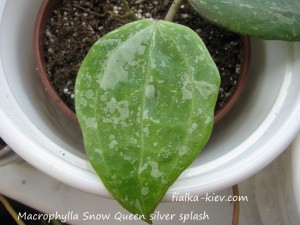 Macrophylla Snow Queen silver splash