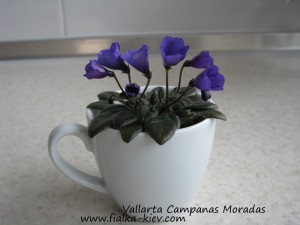 Vallarta Campanas Moradas (2)