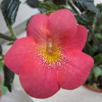 Achimenantha Aquarius