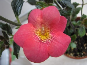 Achimenantha Aquarius