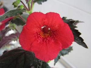 Achimenantha Sadistic Love (2)