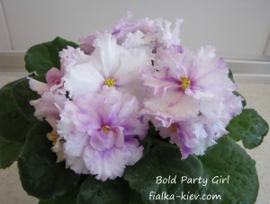 Bold Party Girl (3)