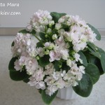 Chanta Mara (2)