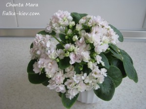 Chanta Mara (2)