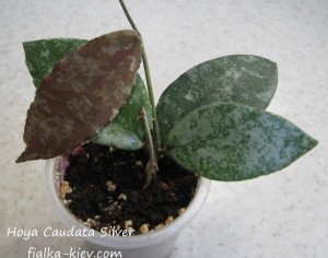 Hoya Caudata Silver