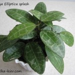 Hoya Elliptica splash (2)