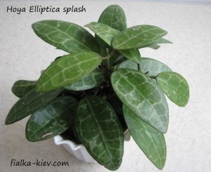 Hoya Elliptica splash (2)