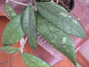 Hoya Finlaysonii EPC-317