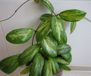 Hoya Incrassata Moon Shadow