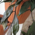 Hoya Lacunosa Royal Flush
